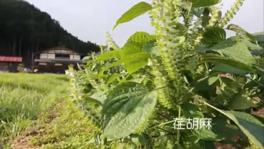 「荏胡麻農学」in飛騨高山朝日町 | 自然・文化体験