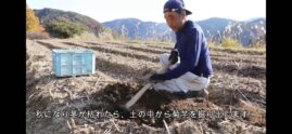 「菊芋農学」in飛騨高山朝日町 | 自然・文化体験