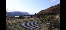 「菊芋農学」in飛騨高山朝日町 | 自然・文化体験