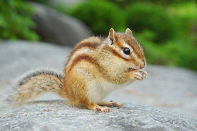 Takayama half-day tour to enjoy with children | Nature/Cultural Experience