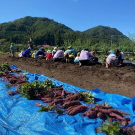 experience Japanese pesticide-free cultivation in the ecological farm | Rural Experience